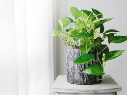 If you are based in canada, please visit www.houseplant.ca. Houseplant Care 9 Keys To Success For Houseplants Products We Love Hgtv