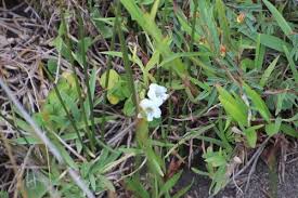 Image result for Asystasia malawiana