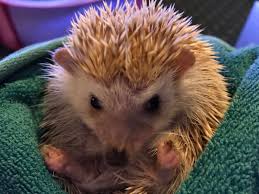 Here is our list of the most popular exotic animals we currently have listed on the site. 10 Exotic Pets That Are Legal In Arizona Pethelpful