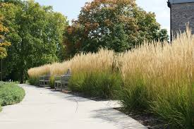 Dsc01031 1024x681 Jpg 1024 681 Ornamental Grass Landscape Grasses Landscaping Ornamental Grasses