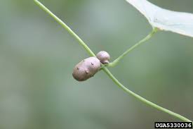 Image result for Polystachya cultriformis