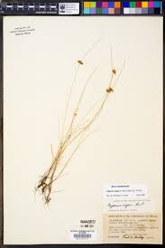 Image result for Pycreus elegantulus