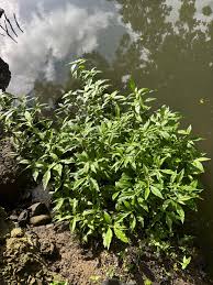 Image result for Struchium