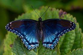 The offspring can have characteristics anywhere between the two subspecies. Maryland Biodiversity Project Red Spotted Purple Limenitis Arthemis Astyanax