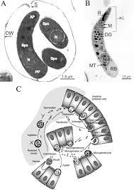 Cryptosporidium is now recognized as a common cause of childhood diarrhea in developing countries 81 and is being increasingly recognized as a cause of diarrhea in travelers to those areas. Proteomics Analysis And Protein Expression During Sporozoite Excystation Of Cryptosporidium Parvum Coccidia Apicomplexa S Molecular Cellular Proteomics