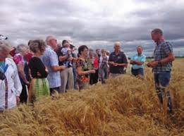 Fingers crossed for a bumper corn crop this harvest