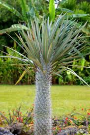 Image result for Pachycarpus eximius