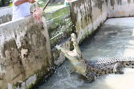 Dựa vào đánh giá : Teluk Sengat Crocodile Farm Johor Baru Malaysia Sirb Travel Tours