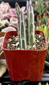 Image result for Senecio sp.no.4