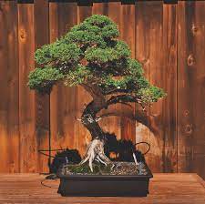 What is the best indoor bonsai tree for beginners. 9 Trees That Make Good Bonsai Specimens