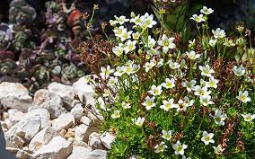 Faire baisser sa tension sans médicament, c'est possible ! Rocaille Et Plantes Alpines Schilliger