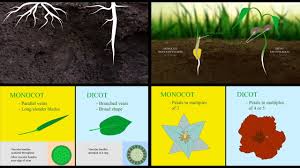 Monocots Vs Dicots Youtube