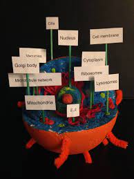 Check spelling or type a new query. Animal Cell Learning Tool 18 Steps With Pictures Instructables