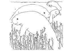 Free printable realistic manatee coloring page in vector format, easy to print from any device and automatically fit any paper size. Coloring Page Manatee Free Printable Coloring Pages Img 9970