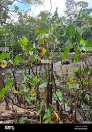 Image result for Montrichardia linifera