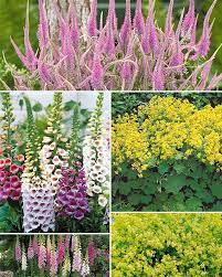 Maybe you would like to learn more about one of these? 7 Plantes Vivaces De Mi Ombre Massif Ombrage Collection Willemse Jardin