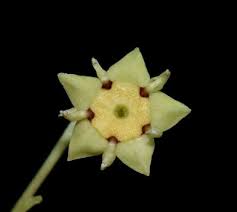 Image result for Helinus spartioides