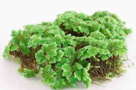 Image result for Azolla