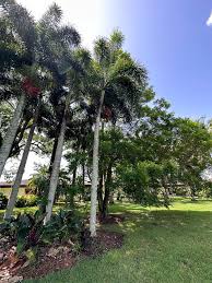 Image result for Wodyetia bifurcata