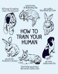 How To Train Your Human Bunny Edition Pet Bunny Rabbits Cute Baby Bunnies Bunny Care