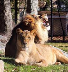 Two New Lions At The Zoo Brother And Sister Lex And Bella Enjoying The Sun Cape May Zoo Zoo Animals Zoo