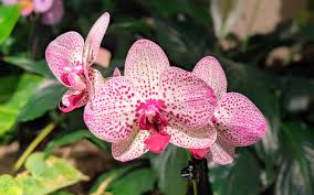 We did not find results for: Growing Orchids Under Lights
