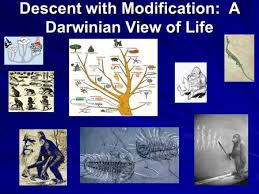 The structure of mapping our ancestors reflects the editors' goal of developing a common understanding of the methods and conditions under which ancestral relations. Descent With Modification A Darwinian View Of Life Ppt Download