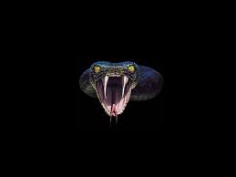 Gallery For Black King Cobra Snake Wallpaper Snake Wallpaper King Cobra Snake Cobra Snake