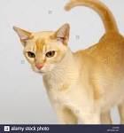 Burmese Cat Breed Information, Pictures, Characteristics ...