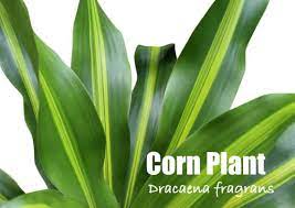 Many pests see corn plants as a big, luscious salad. Corn Plant Care Tips Dracaena Fragrans Massangeana