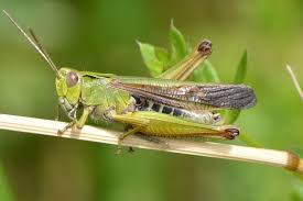 A esta familia pertenecen insectos conocidos vulgarmente como grillos. Grillos Chapulines Y Parientes Orden Orthoptera Naturalista
