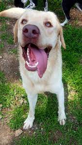 Adopt Duke On Petfinder Labrador Retriever Labrador Retriever Dog Dog Brain