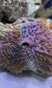 A must have for collectors. Do Mushroom Corals Split