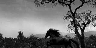 Feel free to use these white horse images as a background for your pc, laptop, android phone, iphone or tablet. Horse Quotes With White Backgrounds Quotesgram