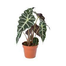 Alocasia Amazonica Polly Elephant Ear Plants Indoor Plants House Plants