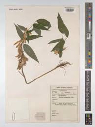 Image result for Ophrestia radicosa