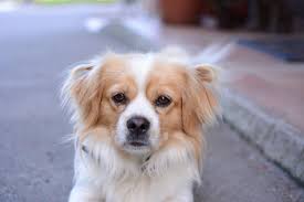 We did not find results for: White And Tan Cavalier King Charles Spaniel Mix Free Image Peakpx