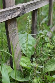 Image result for Tephrosia tanganicensis