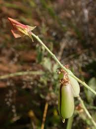 Image result for Crotalaria podocarpa