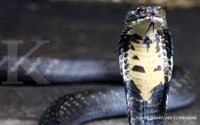 Sama seperti ular lainnya, kobra menyukai tempat yang lembab, dan kotor. 7 Cara Mencegah Ular Masuk Rumah Ampuh Dan Sederhana