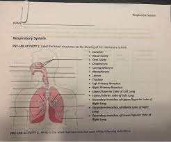 Solved Respiratory System Name Respiratory System Pre Lab Chegg Com