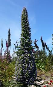 Image result for Baissea viridiflora