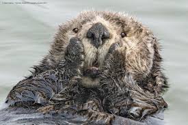 Please Follow Iloveotters Mfw I Realize This Sub Is For Actual Otters Instead Of Otters Comedy Wildlife Photography Wildlife Photography Funny Animal Photos