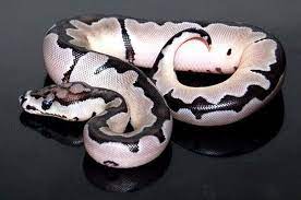 Axantic Clown Cute Snake Cute Reptiles Pretty Snakes