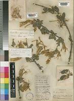 Image result for Erianthemum