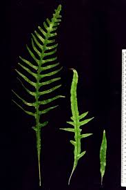 Image result for Microsorum scandens