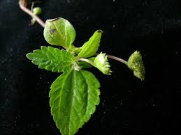 Image result for Lecanthus peduncularis