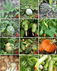 Image result for Cucurbitaceae