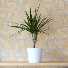 Drachenbaum Profi Tipps Rund Um Die Dracaena Plantura Drachenbaum Luft Reinigen Pflanzen Pflanzen