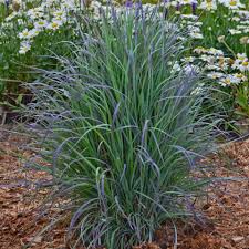 Image result for Stolzia compacta